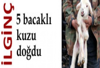 5 bacaklı kuzu doğdu