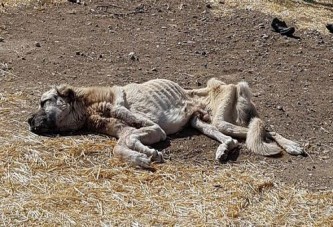 Açlıktan ölmek üzere olan Kangal cinsi köpeğe yardım eli