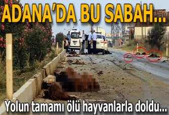 Adana’da otomobil sürüye daldı! Hayvanlar telef oldu...
