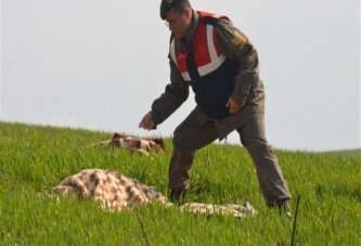 Afyonkarahisar'da çocuk cesedi bulundu