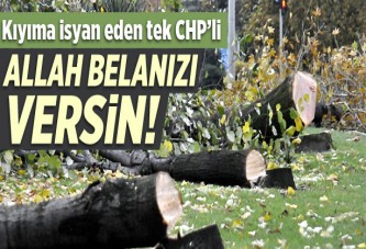 Ağaç katliamına isyan eden tek CHP’li