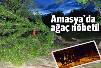 Amasyalılar ağaçları için eylem yaptı