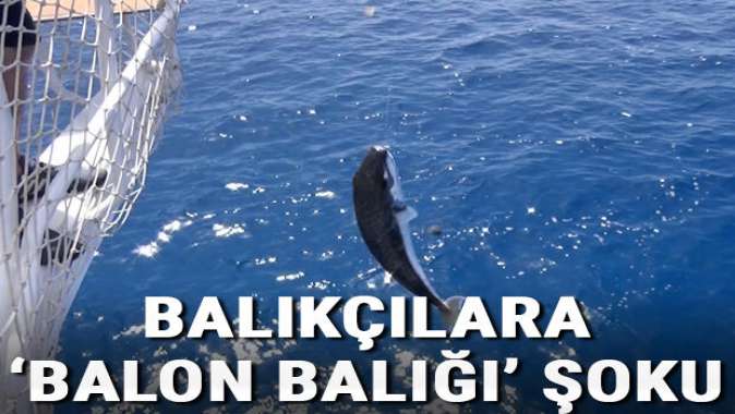 Antalyada balıkçılara balon balığı şoku