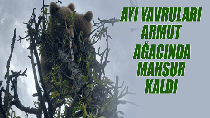 Ayı yavruları, armut ağacında mahsur kaldı