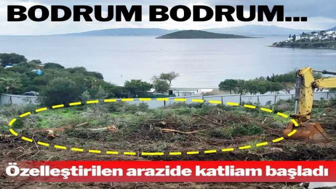 Bodrum’da özelleştirilen arazide ağaç katliamı…