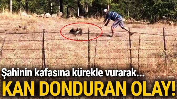 Bodrumda kan donduran olay! Kürekle şahinin kafasını vurarak öldürdü!