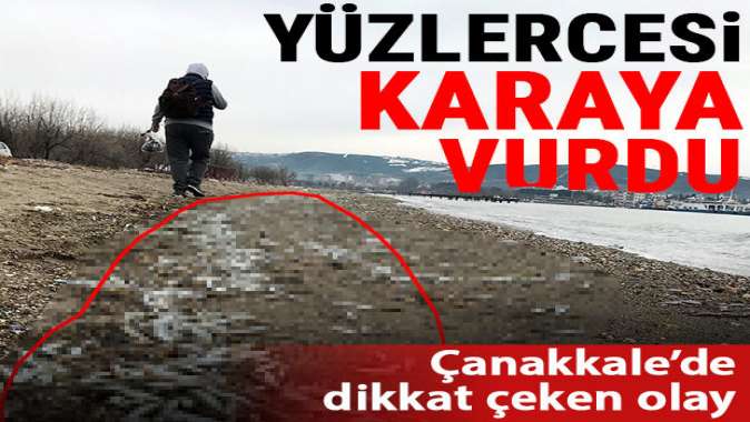 Çanakkalede dikkat çeken olay! Yüzlercesi karaya vurdu