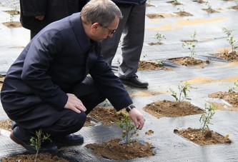 Çay bahçeleri için 'gen havuzu' projesi