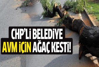 CHP Eskişehir ve Tekirdağ'da ağaç kıyımı yaptı!