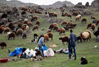 Çobanların mesaisi başladı