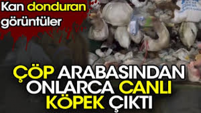 Çöp arabasından onlarca canlı köpek çıktı. Kan donduran görüntüler