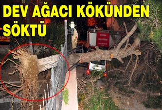 Dev ağacı kökünden söktü