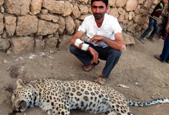 Diyarbakır'da leopar saldırısı