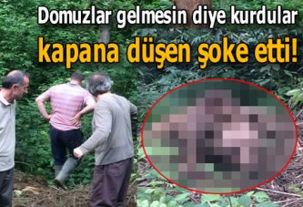 Domuzlar gelmesin diye kurdular, kapana düşen şoke etti!