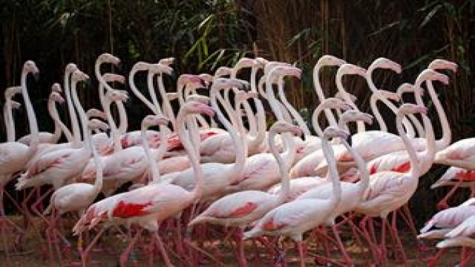 Dünya Flamingo Günü Kutlanıyor