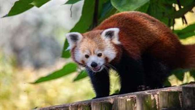 Dünya Kızıl Panda Günü kutlanıyor...