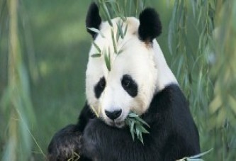 Dünyanın en yaşlı erkek pandası öldü