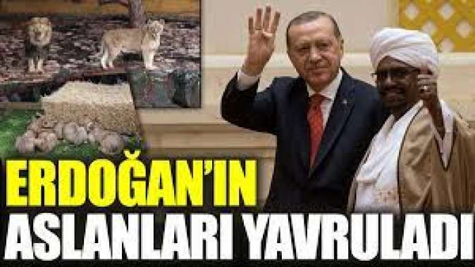 Erdoğan'ın aslanları yavruladı