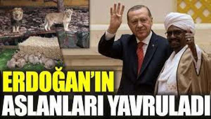 Erdoğanın aslanları yavruladı