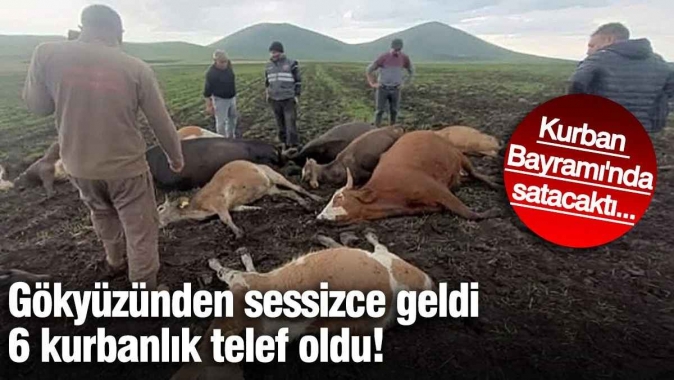 Gökyüzünden sessizce geldi 6 kurbanlık telef oldu! Kurban Bayramında satacaktı...