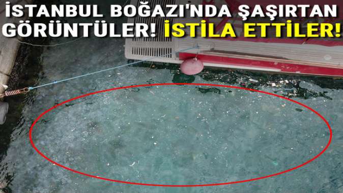 İstanbul Boğazında şaşırtan görüntüler! İstila ettiler...