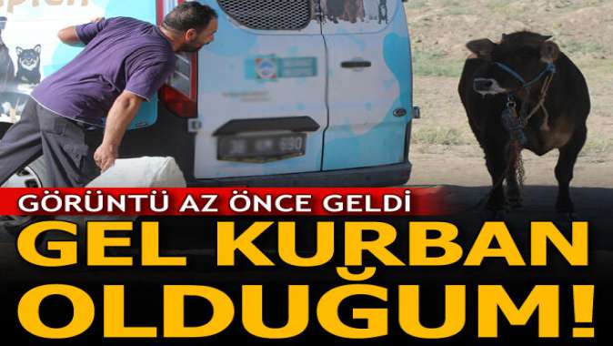 Kaçan kurbanlığa Gel kurban olduğum diye seslendi