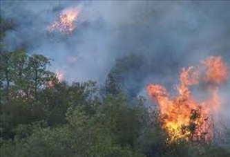 Kandırada orman yangını