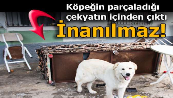 Köpeğin parçaladığı çekyattan çıkanları gören...