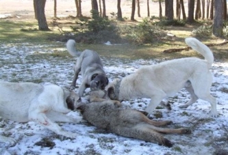 Köpekler köye inen kurtları parçaladı