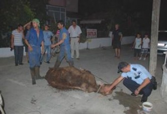 Limandan Kaçan Angus Güçlükle Yakalandı