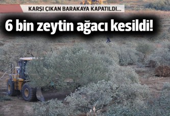 Mahalleli barakaya kapatıldı, 6 bin zeytin ağacı kesildi