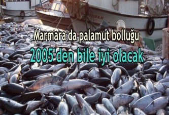 Marmara'da palamut bolluğu yaşanıyor