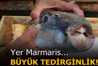 Marmaris'te balon balığı artışı tedirginlik yarattı