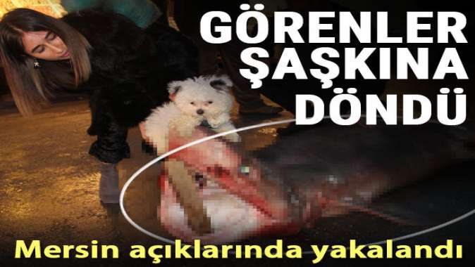 Mersin’de dev köpekbalığı yakalandı