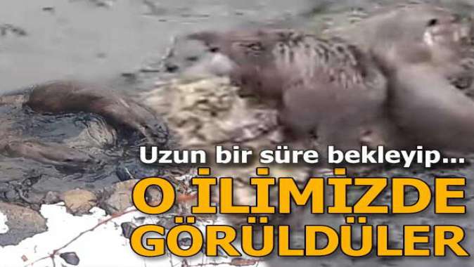 O ilimizde görüldüler! Uzun bir süre bekleyip...