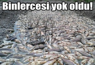 Obruk Barajı'nda toplu balık ölümü