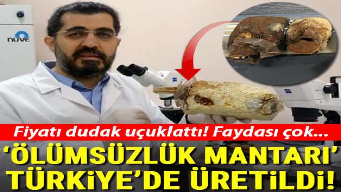 Ölümsüzlük mantarı Türkiyede üretildi! Fiyatı dudak uçuklattı...