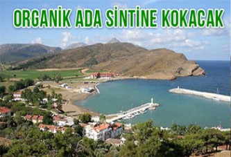 Organik Ada Sintine Kokacak