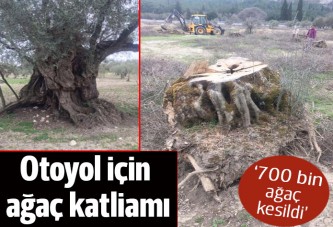 Otoyol için ağaç katliamı: '700 bin ağaç kesildi'