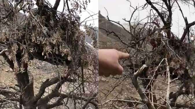 PKKlı hainlerin ağaçlardaki gözetleme kuleleri ortaya çıktı