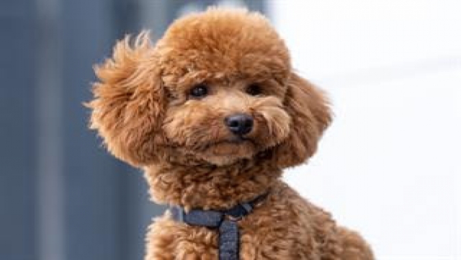 Poodle Bakımı İçin Pratik Tavsiyeler
