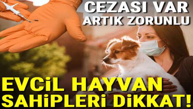 Resmi Gazetede yayımlandı! Kedi, köpek ve gelincik sahipleri dikkat, cezası var