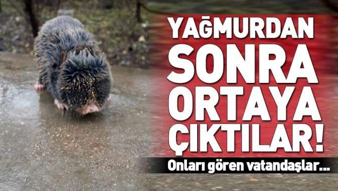 Şanlıurfada yağmur yağınca ortaya çıkan köstebeği vatandaşlar kurtardı.