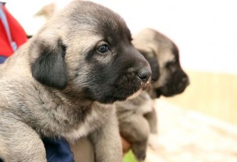 Sivas'ta Erdoğan'a kangal hediye edildi