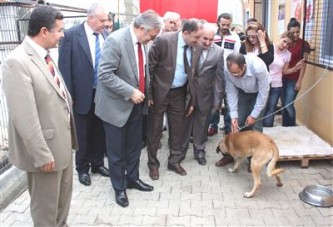 Sokak köpeklerinin de evi oldu