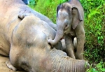 10 Borneo cüce fili ölü bulundu