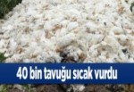 40 bin tavuğu sıcak vurdu