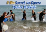 5 Bin Levrek ve Çipura Denize Bırakıldı