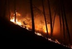 Adana"da Orman Yangını