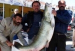 Ağlara 70 kiloluk dev balık takıldı